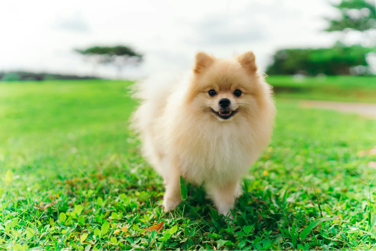 How Long Do Pomeranians Live A Complete Guide to Their Lifespan and Well-Being